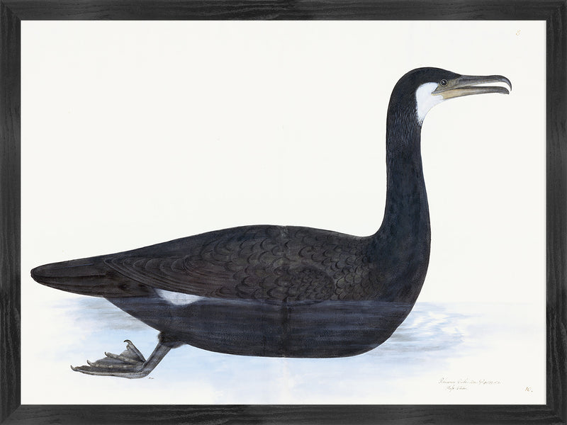 Cormorant Plate 10 by Olof Rudbeck (Cfa-Wd)