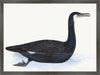 Cormorant Plate 10 by Olof Rudbeck (Cfa-Wd)