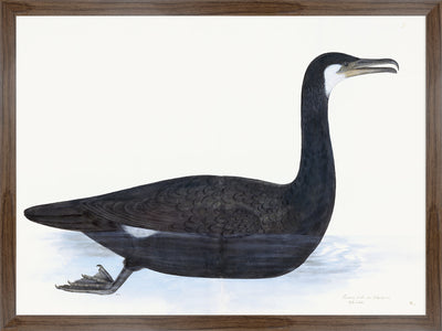 Cormorant Plate 10 by Olof Rudbeck (Cfa-Wd)