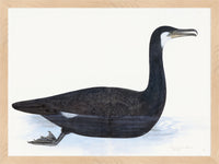 Cormorant Plate 10 by Olof Rudbeck (Cfa-Wd)