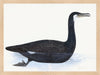 Cormorant Plate 10 by Olof Rudbeck (Cfa-Wd)