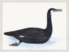 Cormorant Plate 10 by Olof Rudbeck (Cfa-Wd)