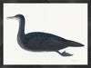 Juvenile Cormorant Plate 11 by Olof Rudbeck (Cfa-Wd)