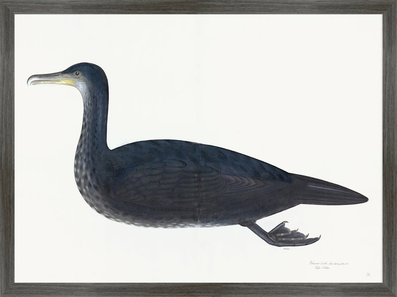 Juvenile Cormorant Plate 11 by Olof Rudbeck (Cfa-Wd)