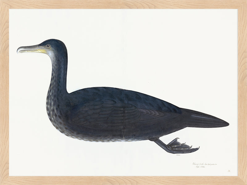 Juvenile Cormorant Plate 11 by Olof Rudbeck (Cfa-Wd)