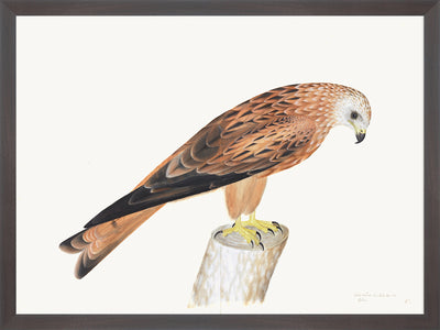 Red Kite Plate 12 by Olof Rudbeck (Cfa-Wd)