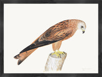 Red Kite Plate 12 by Olof Rudbeck (Cfa-Wd)