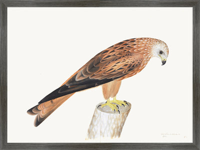 Red Kite Plate 12 by Olof Rudbeck (Cfa-Wd)