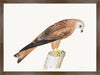 Red Kite Plate 12 by Olof Rudbeck (Cfa-Wd)