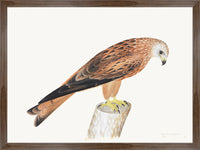 Red Kite Plate 12 by Olof Rudbeck (Cfa-Wd)