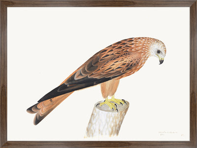 Red Kite Plate 12 by Olof Rudbeck (Cfa-Wd)