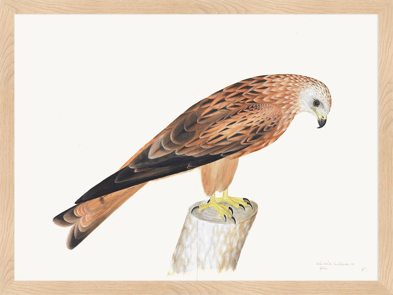 Red Kite Plate 12 by Olof Rudbeck (Cfa-Wd)