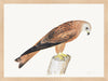 Red Kite Plate 12 by Olof Rudbeck (Cfa-Wd)