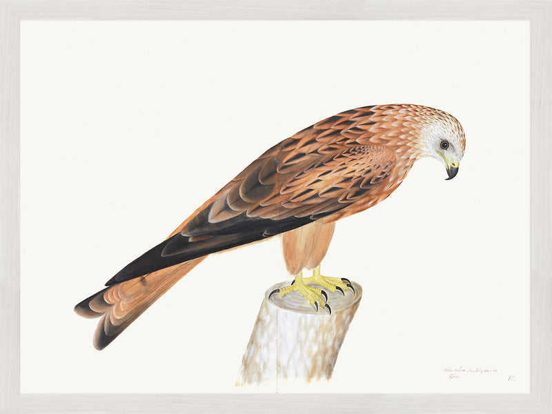 Red Kite Plate 12 by Olof Rudbeck (Cfa-Wd)