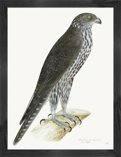 Gyr Falcon Plate 13 by Olof Rudbeck (Cfa-Wd)