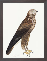 Rough Legged Buzzard Plate 14 by Olof Rudbeck (Cfa-Wd)