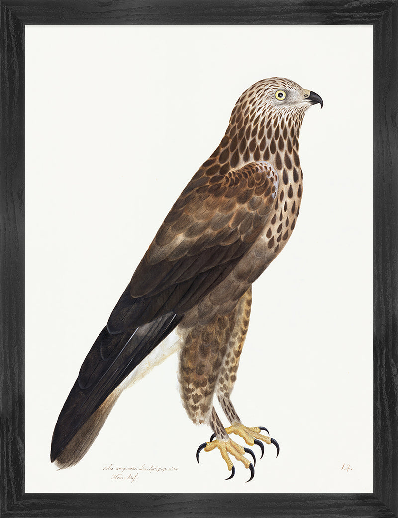 Rough Legged Buzzard Plate 14 by Olof Rudbeck (Cfa-Wd)