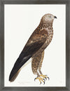 Rough Legged Buzzard Plate 14 by Olof Rudbeck (Cfa-Wd)