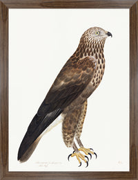 Rough Legged Buzzard Plate 14 by Olof Rudbeck (Cfa-Wd)