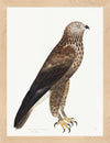 Rough Legged Buzzard Plate 14 by Olof Rudbeck (Cfa-Wd)