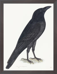 Raven Plate 15 by Olof Rudbeck (Cfa-Wd)