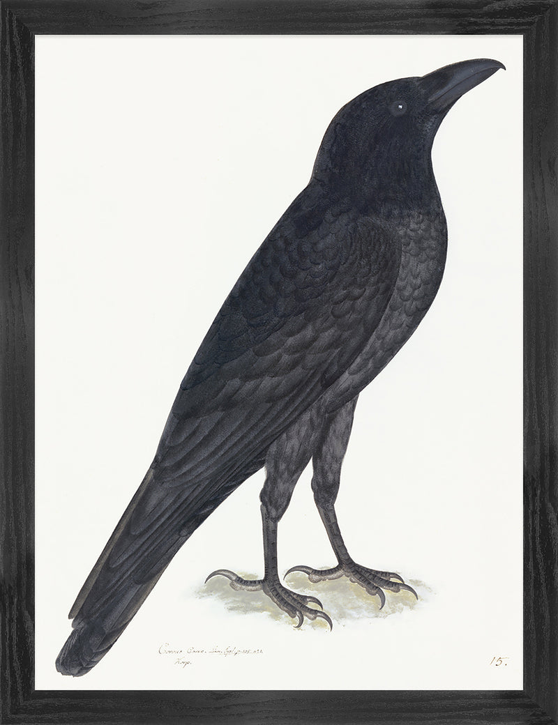 Raven Plate 15 by Olof Rudbeck (Cfa-Wd)