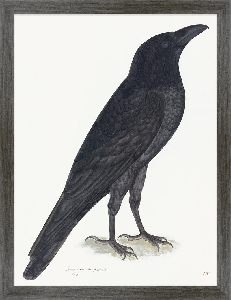 Raven Plate 15 by Olof Rudbeck (Cfa-Wd)