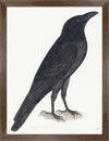 Raven Plate 15 by Olof Rudbeck (Cfa-Wd)