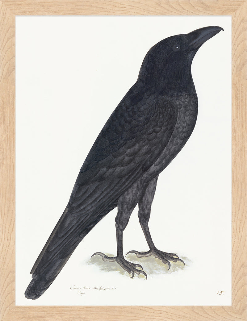 Raven Plate 15 by Olof Rudbeck (Cfa-Wd)