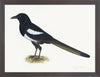 Magpie Plate 16 by Olof Rudbeck (Cfa-Wd)