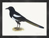 Magpie Plate 16 by Olof Rudbeck (Cfa-Wd)