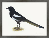 Magpie Plate 16 by Olof Rudbeck (Cfa-Wd)