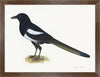 Magpie Plate 16 by Olof Rudbeck (Cfa-Wd)