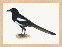 Magpie Plate 16 by Olof Rudbeck (Cfa-Wd)