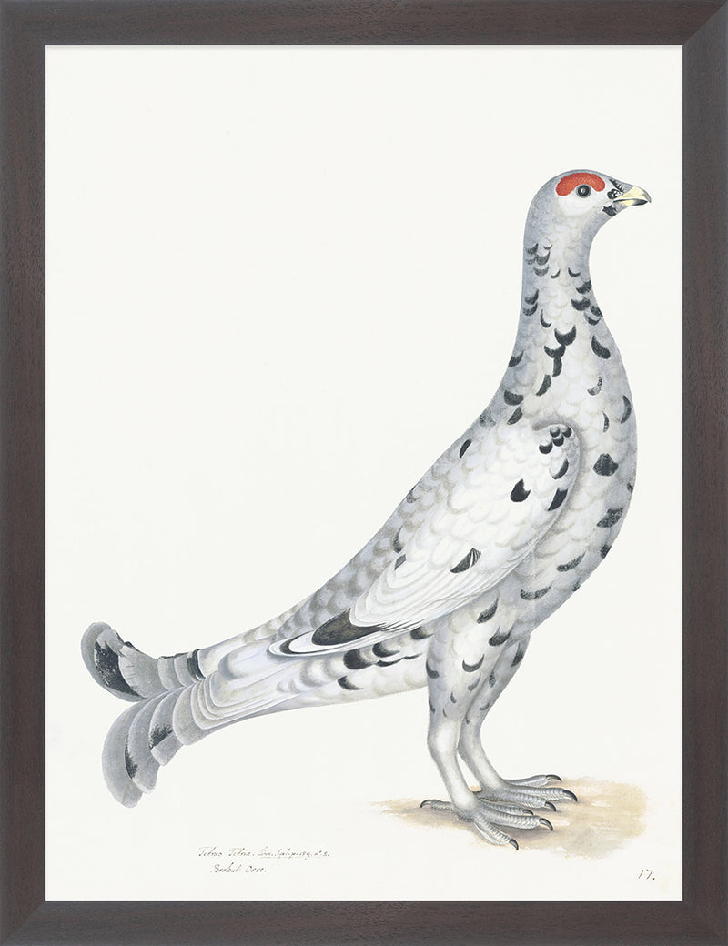 Black Grouse Plate 17 by Olof Rudbeck (Cfa-Wd)