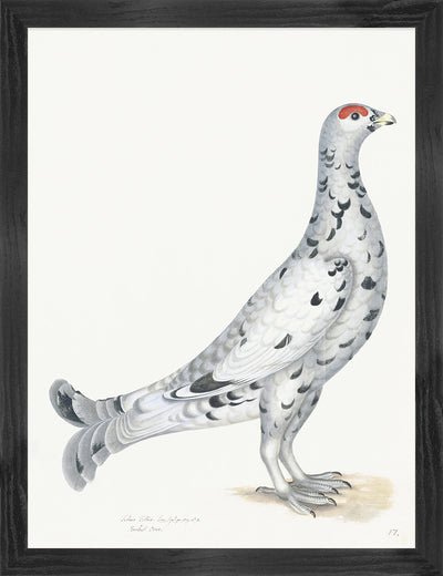 Black Grouse Plate 17 by Olof Rudbeck (Cfa-Wd)