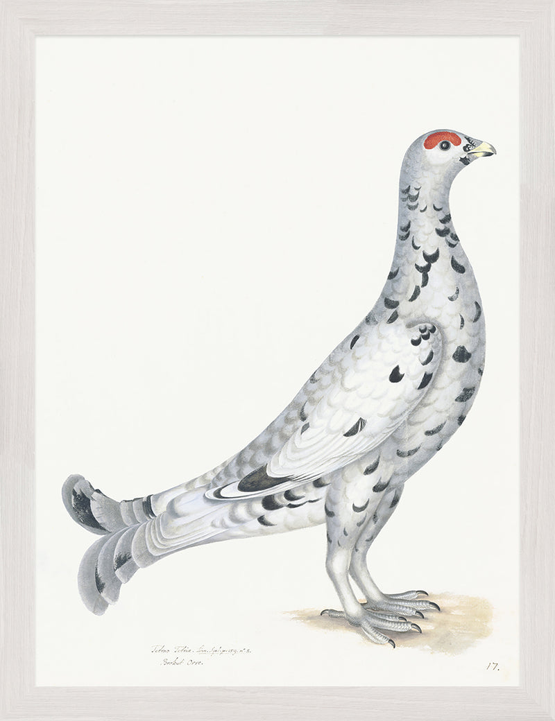 Black Grouse Plate 17 by Olof Rudbeck (Cfa-Wd)