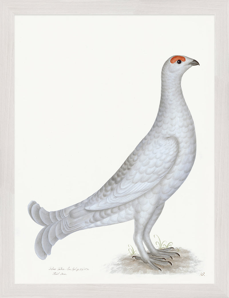 Black Grouse Albino Plate 18 by Olof Rudbeck (Cfa-Wd)