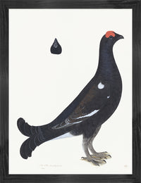 Black Grouse Cock Plate 19 by Olof Rudbeck (Cfa-Wd)