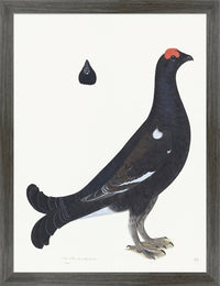 Black Grouse Cock Plate 19 by Olof Rudbeck (Cfa-Wd)