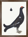 Black Grouse Cock Plate 19 by Olof Rudbeck (Cfa-Wd)