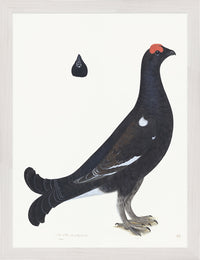 Black Grouse Cock Plate 19 by Olof Rudbeck (Cfa-Wd)