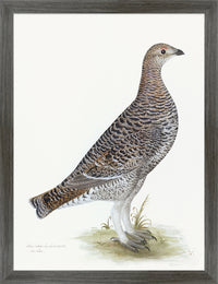 Black Grouse Hen Plate 20 by Olof Rudbeck (Cfa-Wd)