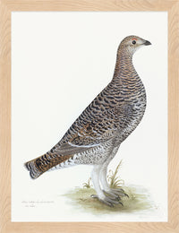 Black Grouse Hen Plate 20 by Olof Rudbeck (Cfa-Wd)