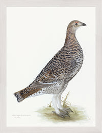 Black Grouse Hen Plate 20 by Olof Rudbeck (Cfa-Wd)