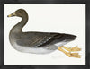 Greylag Goose Plate 21 by Olof Rudbeck (Cfa-Wd)