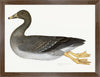 Greylag Goose Plate 21 by Olof Rudbeck (Cfa-Wd)