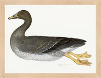 Greylag Goose Plate 21 by Olof Rudbeck (Cfa-Wd)