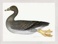 Greylag Goose Plate 21 by Olof Rudbeck (Cfa-Wd)