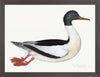 Male Goosander Plate 22 by Olof Rudbeck (Cfa-Wd)